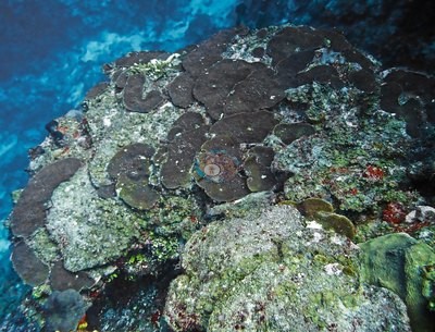 Image 51