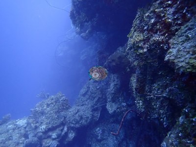 Image 34