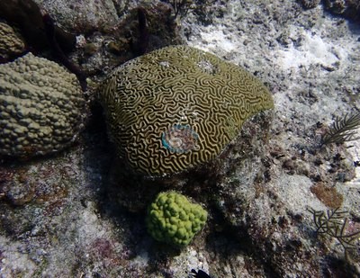 Image 39