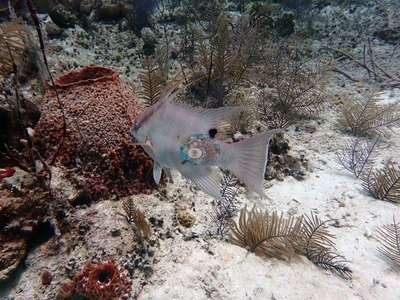 Image 38