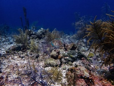 Image 42