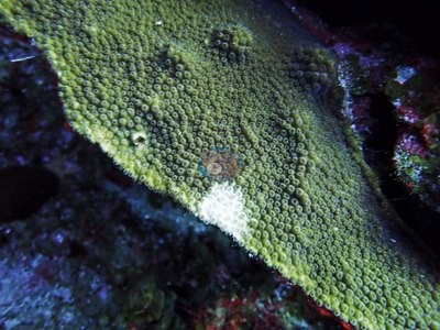 Image 51