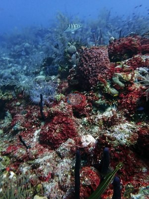 Image 53