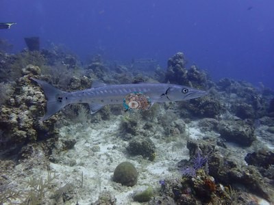 Image 13
