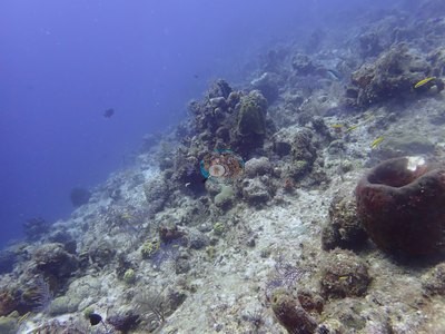 Image 17