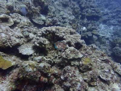 Image 19