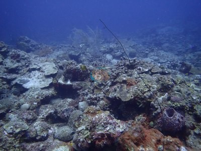 Image 21
