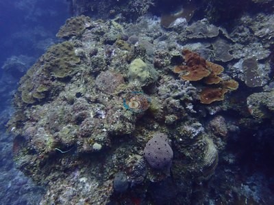 Image 22