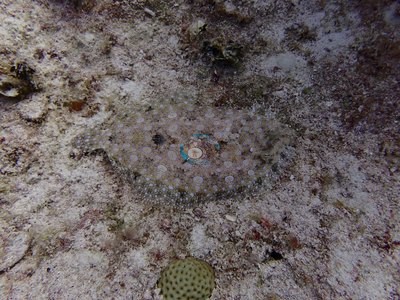 Image 29