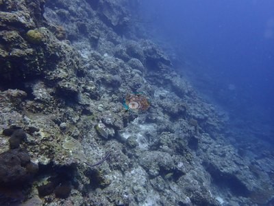 Image 36