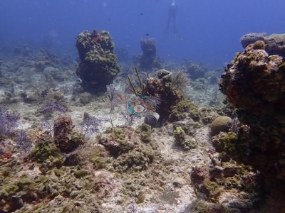 Image 38
