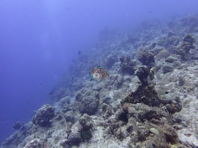 Image 41