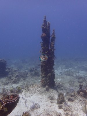 Image 45