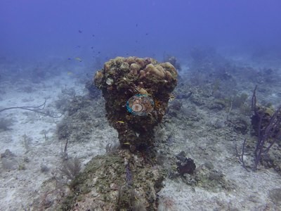 Image 51