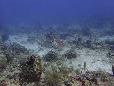 Image 8
