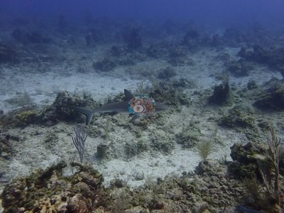 Image 9