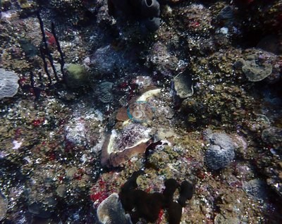 Image 18