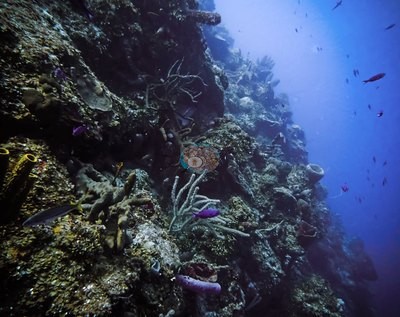 Image 32