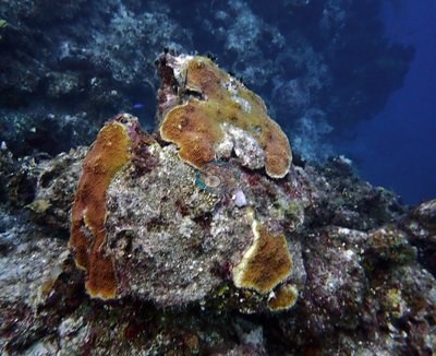 Image 35