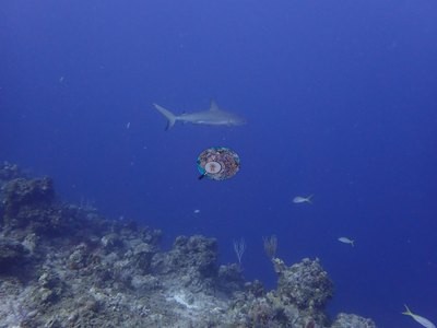Image 14