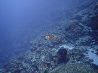 Image 18