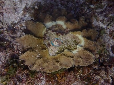 Image 36