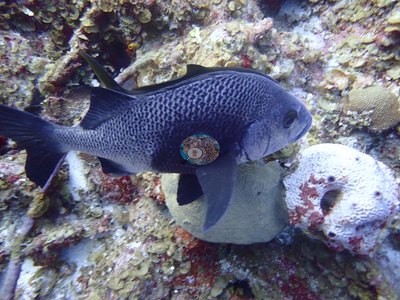Image 37