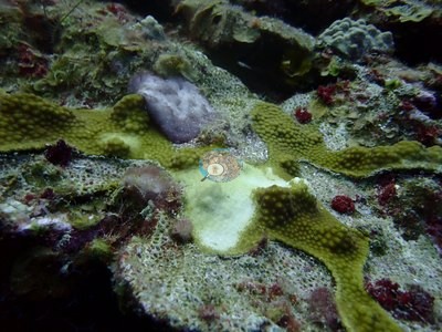 Image 39
