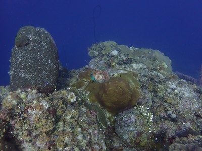Image 41