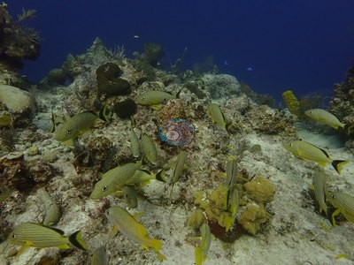 Image 44
