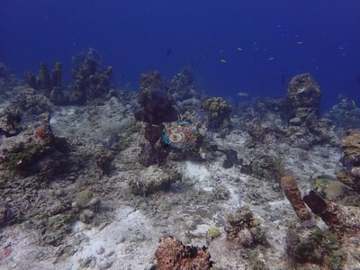 Image 50