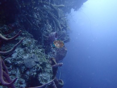 Image 7