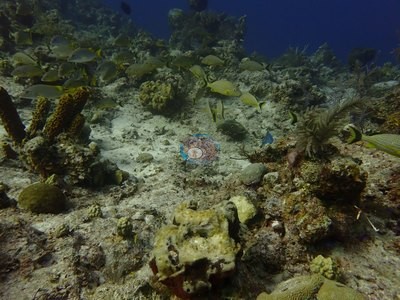 Image 8