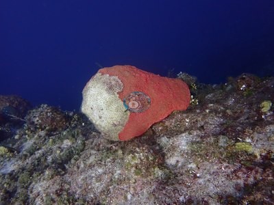 Image 9