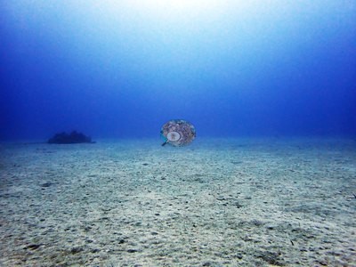 Image 36
