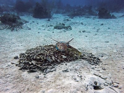 Image 9