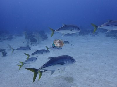 Image 15