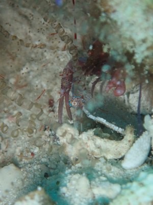Image 17