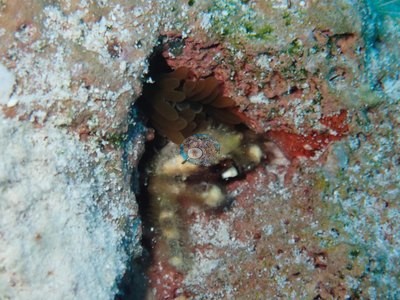 Image 37